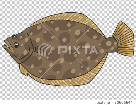 ヒラメ イラスト ヒラメ イラスト 80606644