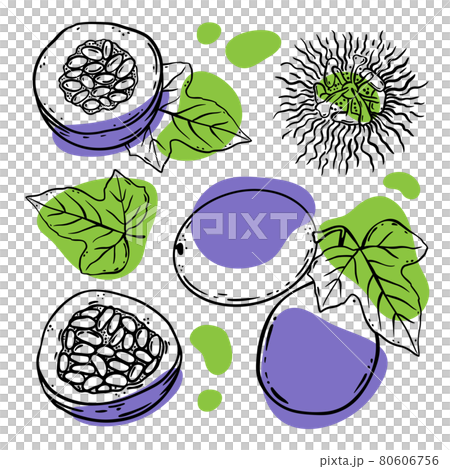PASSION FRUIT SET Delicious Dilicacy Whole And Slices With Leaves For Design Of Organic Natural Products Shop And Dessert Drinks In Sketch Style Vector Illustration PASSION FRUIT SET Delicious Dilicacy Whole And Slices With Leaves For Design Of Organic Natural Products Shop And Dessert Drinks In Sketch Style Vector Illustration 80606756