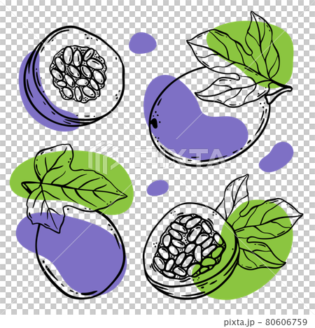 PASSION FRUIT Delicious Dilicacy Whole And Slices With Leaves For Design Of Organic Natural Products Shop And Dessert Drinks In Sketch Style Vector Illustration Set PASSION FRUIT Delicious Dilicacy Whole And Slices With Leaves For Design Of Organic Natural Products Shop And Dessert Drinks In Sketch Style Vector Illustration Set 80606759