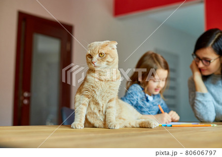 Mother working in her home office on a laptop, daughter sits draw, Scottish cat sitting nearby. 80606797
