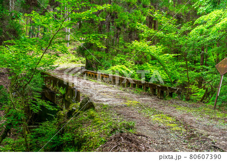 宍粟50名山の一つ、三久安山へと続く登山道の風景(兵庫県宍粟市一宮町)※作品コメント欄に撮影位置 宍粟50名山の一つ、三久安山へと続く登山道の風景(兵庫県宍粟市一宮町)※作品コメント欄に撮影位置 80607390