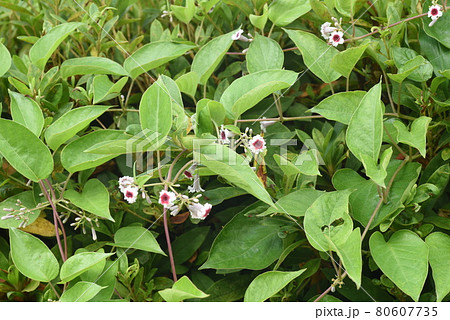 ヘクソカズラの花 80607735