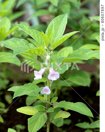 金ゴマ畑 金ゴマ畑 80607897