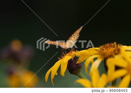 黄色い花と黄色い蝶 マルバダケブキとヒョウモンチョウ 黄色い花と黄色い蝶 マルバダケブキとヒョウモンチョウ 80608403