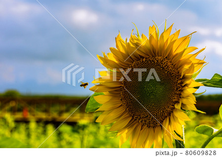 向日葵と蜜蜂 80609828