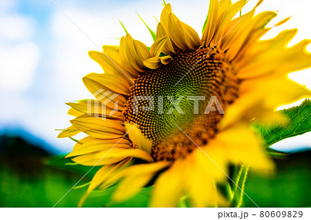 夏空の下の向日葵 夏空の下の向日葵 80609829