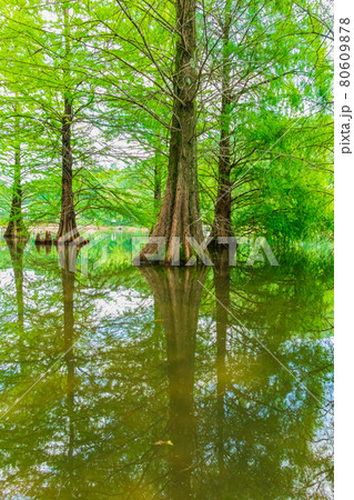 グリーンピア春日井、ラクウショウの幻想的な風景〈愛知県春日井市〉 グリーンピア春日井、ラクウショウの幻想的な風景〈愛知県春日井市〉 80609878