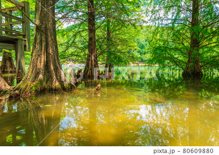 グリーンピア春日井、ラクウショウの幻想的な風景〈愛知県春日井市〉 グリーンピア春日井、ラクウショウの幻想的な風景〈愛知県春日井市〉 80609880