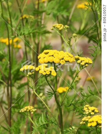 キク科の多年草「タンジー」 80610057