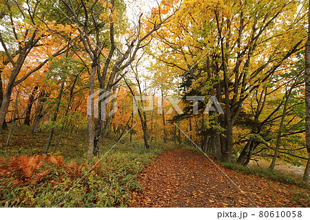 雨の紅葉の森の散歩道 雨の紅葉の森の散歩道 80610058