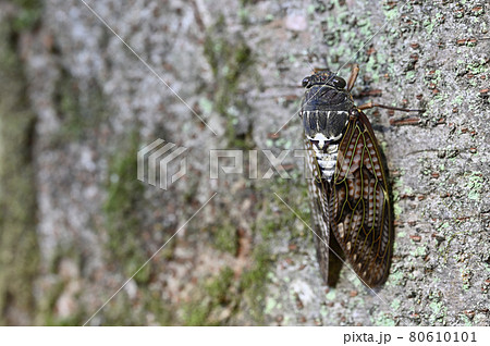 アブラゼミ 80610101