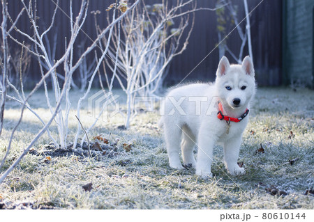 White husky puppy standing in the park in the winter morning. 80610144