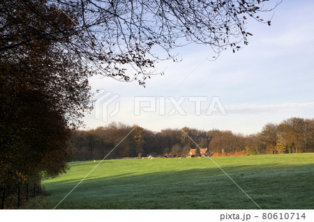 View on a field near the Dutch village Milsbeek View on a field near the Dutch village Milsbeek 80610714