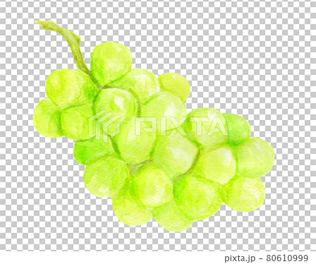 馬斯喀特水彩插圖 馬斯喀特水彩插圖 80610999