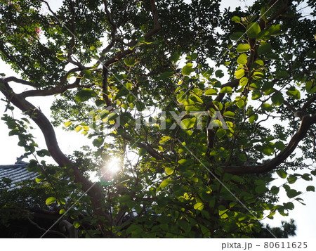 木漏れ日(夏 朝) 木漏れ日(夏 朝) 80611625