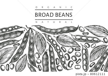 Hand drawn broad beans design template. Organic fresh food vector illustration. Retro pods illustration. Engraved botanical style cereal background. Hand drawn broad beans design template. Organic fresh food vector illustration. Retro pods illustration. Engraved botanical style cereal background. 80612111