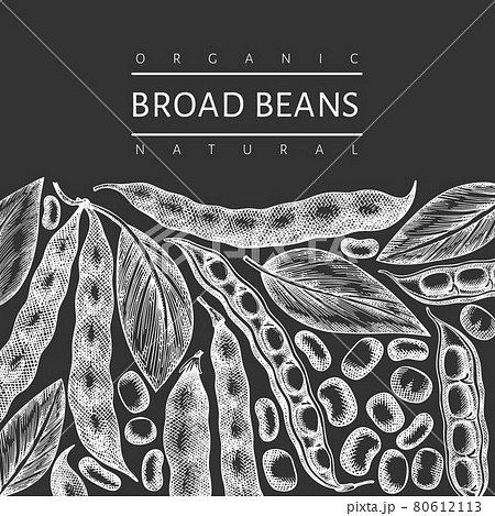 Hand drawn broad beans design template. Organic fresh food vector illustration on chalk board. Retro pods illustration. Botanical style cereal background. 80612113