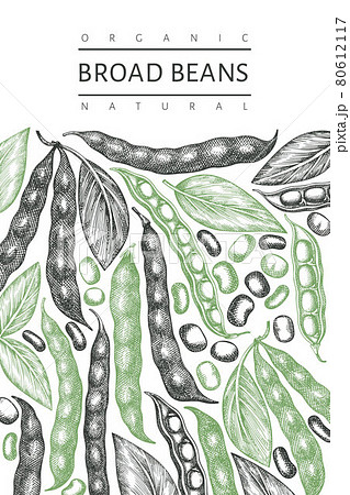 Hand drawn broad beans design template. Organic fresh food vector illustration. Retro pods illustration. Engraved botanical style cereal background. Hand drawn broad beans design template. Organic fresh food vector illustration. Retro pods illustration. Engraved botanical style cereal background. 80612117