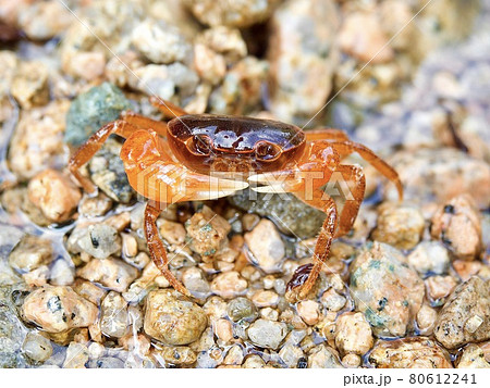 さわがに　カニ 80612241