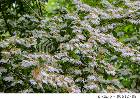 White flowers of Hydrangea serrata, also known as mountain hydrangea and tea of heaven 80612788
