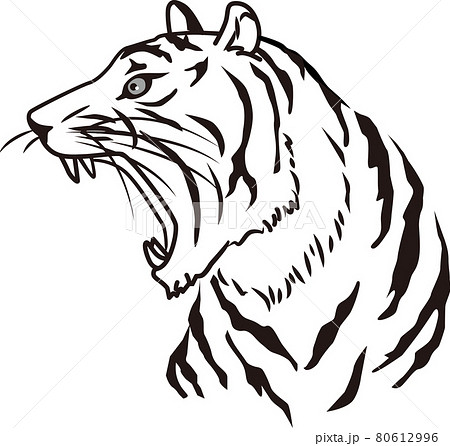 Tiger Monochrome Line Drawing Illustration Tiger Stock Illustration
