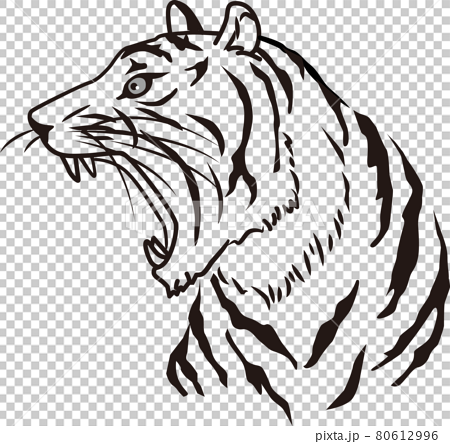 虎のモノクロ線画イラスト 寅のイラスト素材