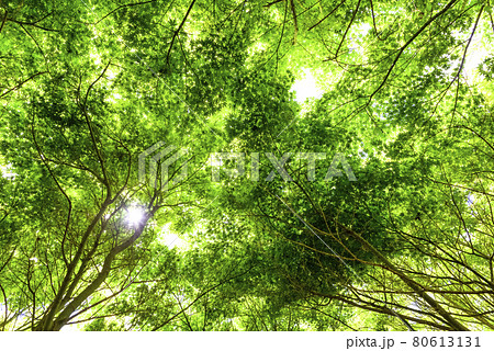 新緑のイメージカット モミジ 神奈川県宮ケ瀬ダム湖 新緑のイメージカット モミジ 神奈川県宮ケ瀬ダム湖 80613131