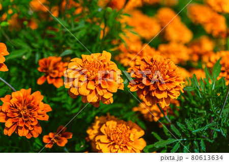 センジュギクの花 80613634