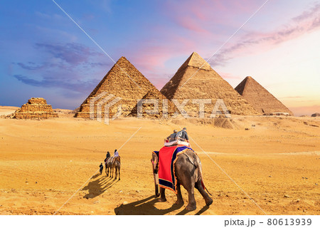 Elephants and camels in the desert near the Pyramids of Giza, Egypt 80613939