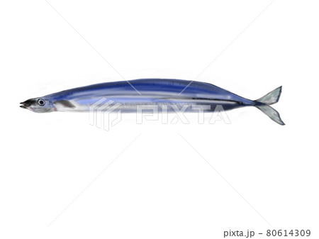 秋の魚サンマ 秋の魚サンマ 80614309