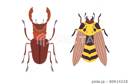 Bug Species Set, Top View of Rhinoceros Beetle and Wasp Insects Cartoon Vector Illustration 80614328