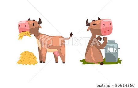 Cute Milk Cow with Udder Drinking Milk from Can and Chewing Hay Vector Set Cute Milk Cow with Udder Drinking Milk from Can and Chewing Hay Vector Set 80614366