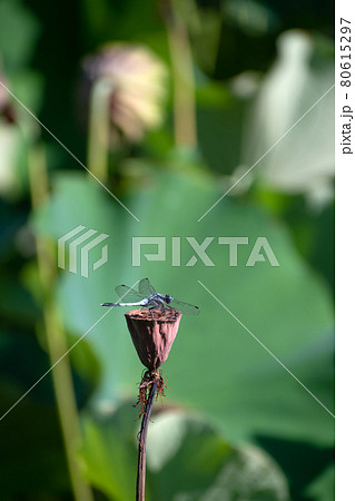 シオカラトンボ 80615297