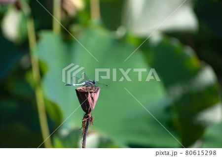 シオカラトンボ 80615298