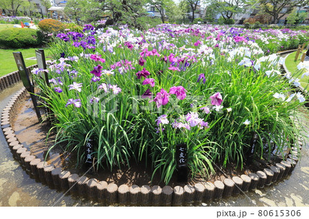 堀切菖蒲園 色とりどりの花菖蒲 堀切菖蒲園 色とりどりの花菖蒲 80615306