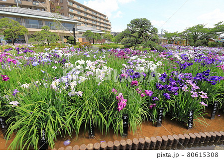 堀切菖蒲園 色とりどりの花菖蒲 堀切菖蒲園 色とりどりの花菖蒲 80615308