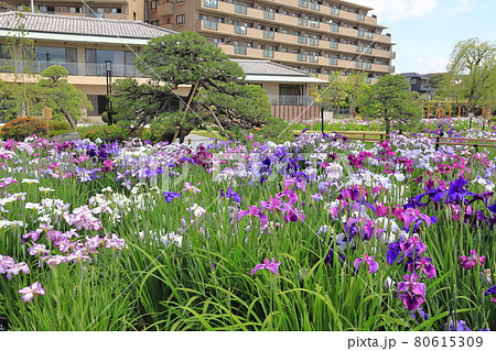 堀切菖蒲園 色とりどりの花菖蒲 堀切菖蒲園 色とりどりの花菖蒲 80615309