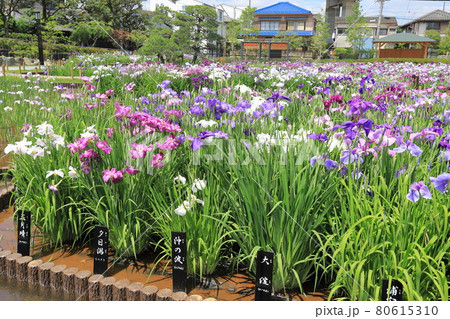 堀切菖蒲園 色とりどりの花菖蒲 堀切菖蒲園 色とりどりの花菖蒲 80615310