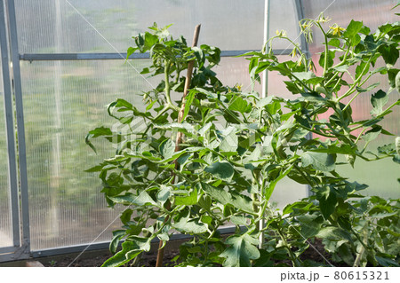 Green tomato plants in the greenhouse. Organic farming, growing young tomato plants in a greenhouse 80615321