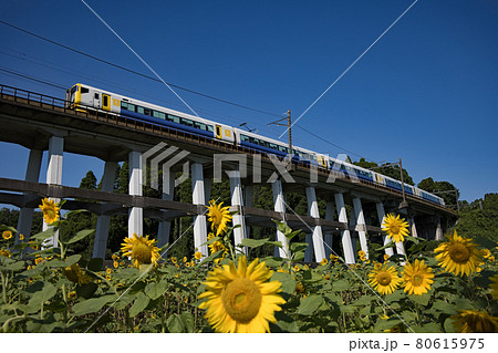 大網のひまわり畑を走るわかしお 80615975