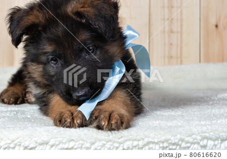 German shepherd puppy posing on a white background 80616620