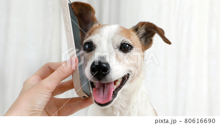 Closeup of cute little dog listening smartphone 80616690
