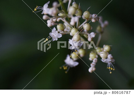 ヤブミョウガの花 ヤブミョウガの花 80616787