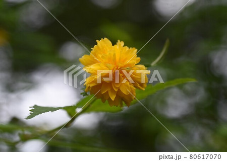 八重山吹の花の写真素材