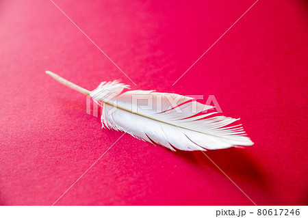 White feather on red background White feather on red background 80617246