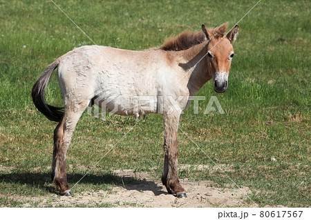Przewalski's horse in a field 80617567