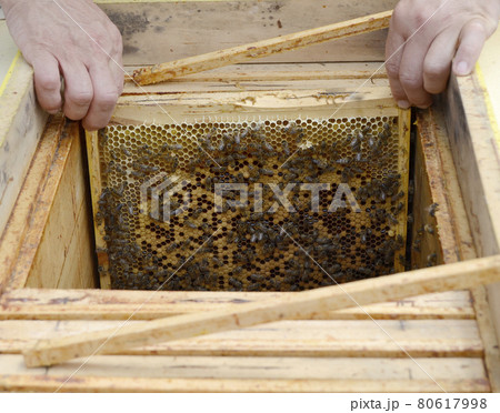 Winged bee slowly flies to beekeeper collect nectar on private apiary Winged bee slowly flies to beekeeper collect nectar on private apiary 80617998