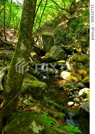 新緑の徳和渓谷 80618735