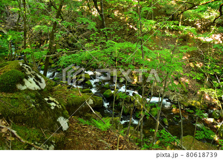 新緑の徳和渓谷 80618739