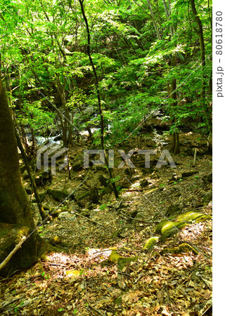 新緑の徳和渓谷 80618780